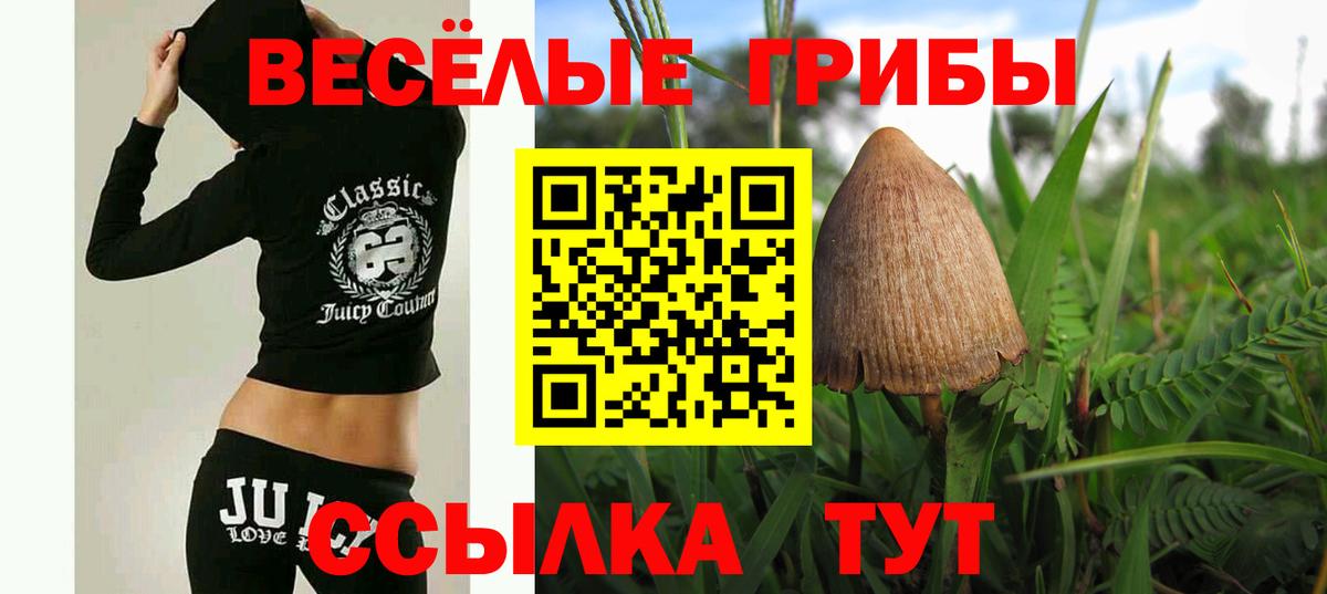 дарнет шоп  Вход с VPN  Камышин  Галлюциногенные грибы GOLDEN TEACHER 